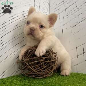 Rosco, French Bulldog Puppy