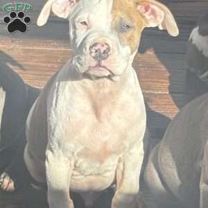 Brody, American Bully Puppy