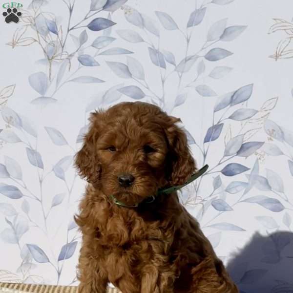 Molly, Mini Goldendoodle Puppy
