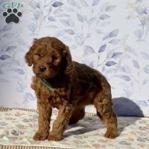 Molly, Mini Goldendoodle Puppy