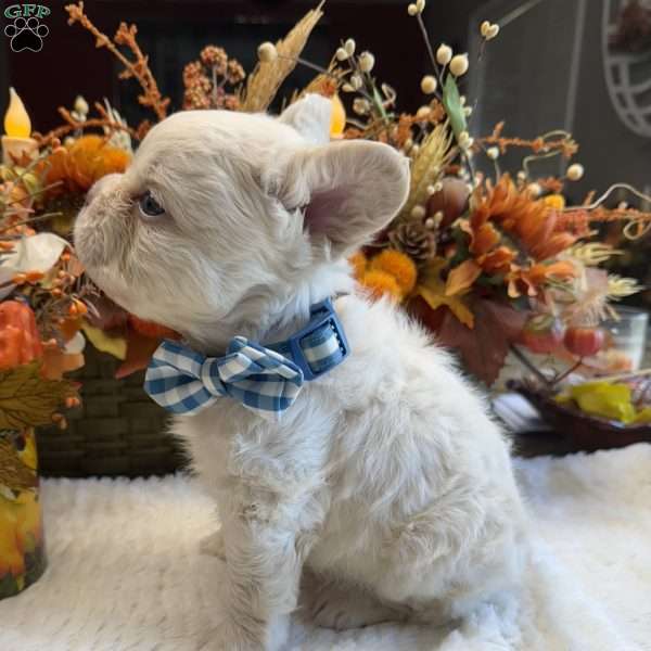 Kash, French Bulldog Puppy