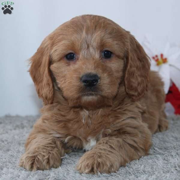 Greg, Cockapoo Puppy