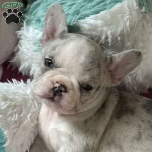 Levi, French Bulldog Puppy