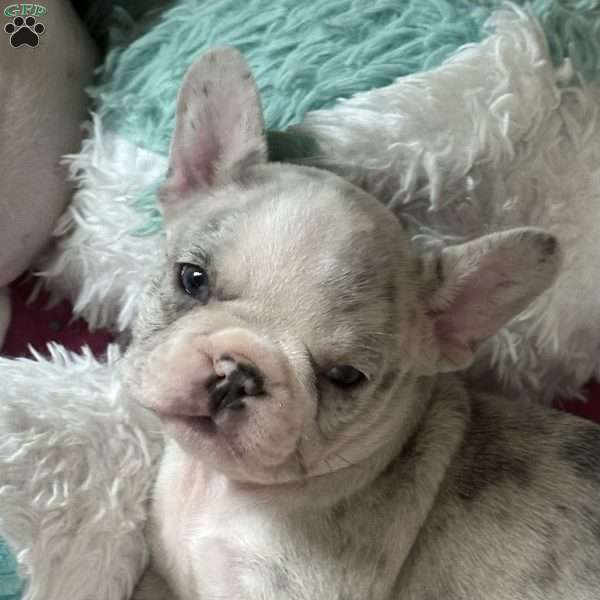 Levi, French Bulldog Puppy