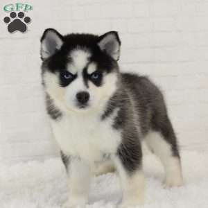 Jennifer, Pomsky Puppy