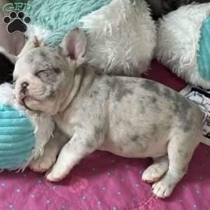 Levi, French Bulldog Puppy