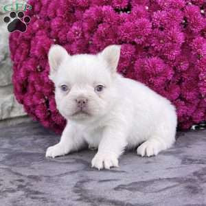 Rosco, French Bulldog Puppy