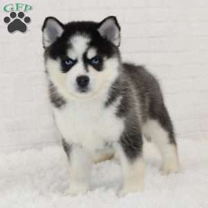 Jennifer, Pomsky Puppy