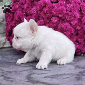 Rosco, French Bulldog Puppy