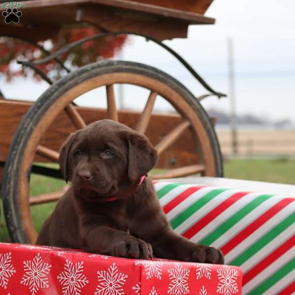 Miesha, Chocolate Labrador Retriever Puppy