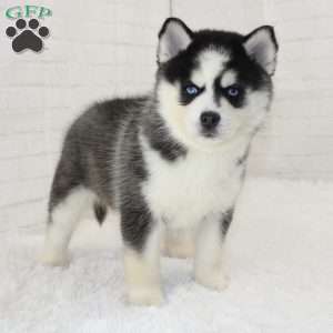 Jennifer, Pomsky Puppy