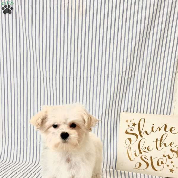 Sadie, Maltese Puppy