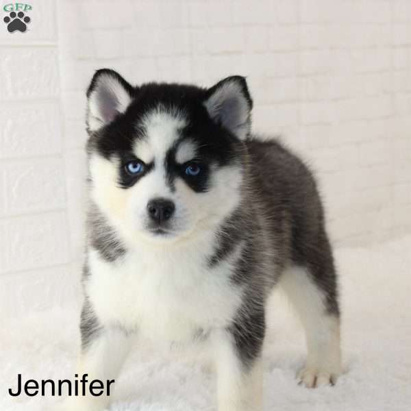 Jennifer, Pomsky Puppy