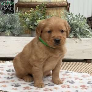 Diesel, Golden Retriever Puppy