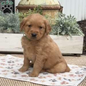 Diesel, Golden Retriever Puppy