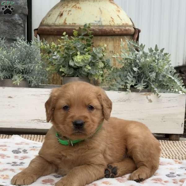 Diesel, Golden Retriever Puppy