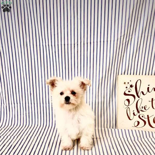 Silas, Maltese Puppy