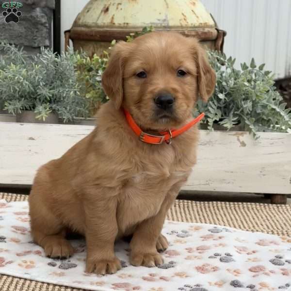 Dylan, Golden Retriever Puppy