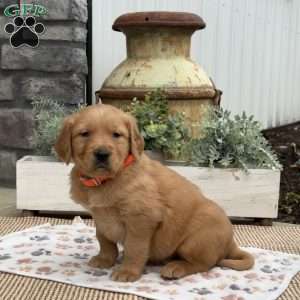 Dylan, Golden Retriever Puppy