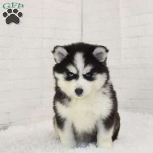 Jewel, Pomsky Puppy