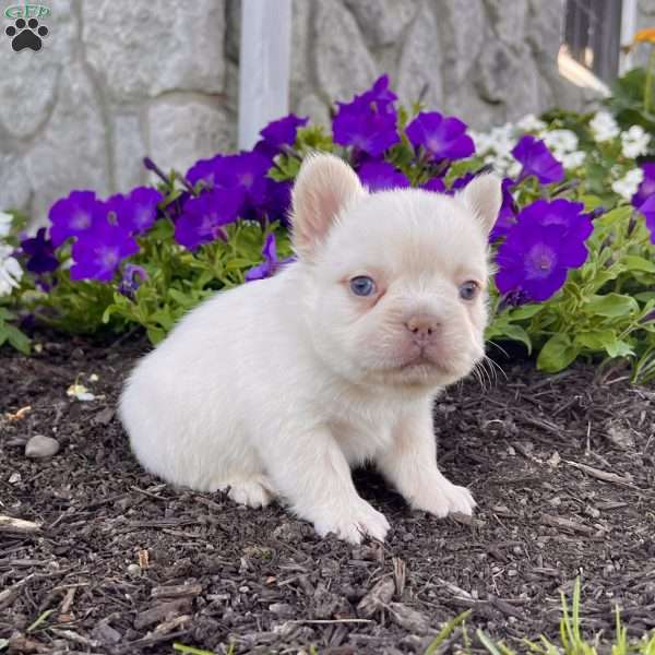 Rosco, French Bulldog Puppy