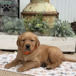 Dylan, Golden Retriever Puppy