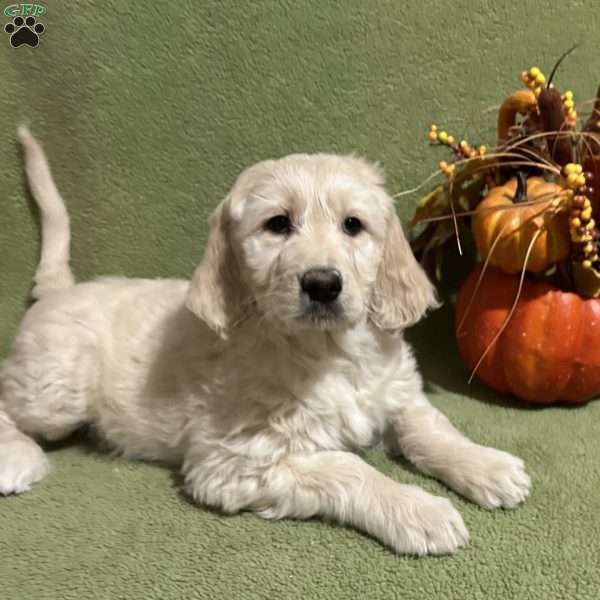 ABILENE, Goldendoodle Puppy