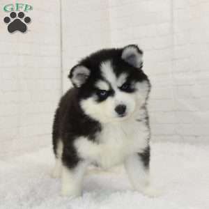 Jewel, Pomsky Puppy
