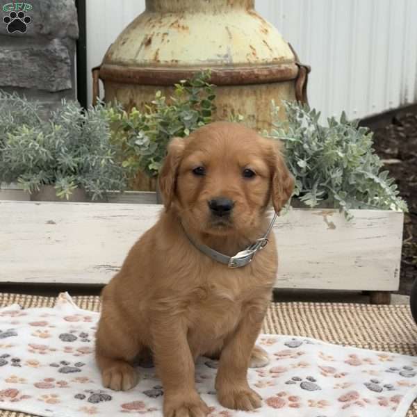 Diva, Golden Retriever Puppy