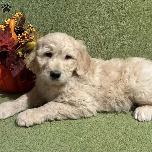 STERLING, Goldendoodle Puppy