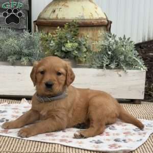 Diva, Golden Retriever Puppy