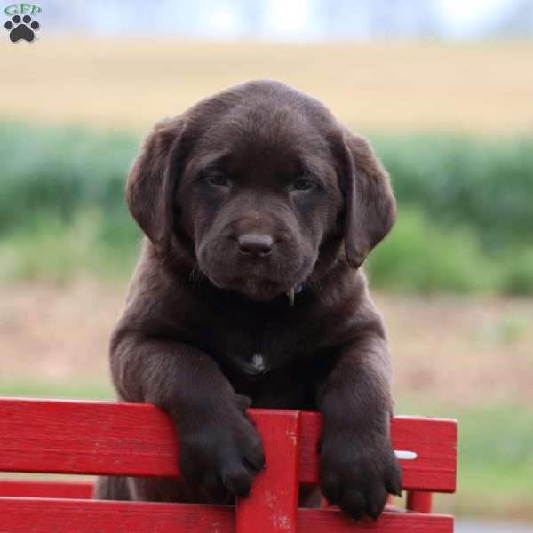 Mya, Chocolate Labrador Retriever Puppy