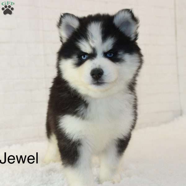Jewel, Pomsky Puppy