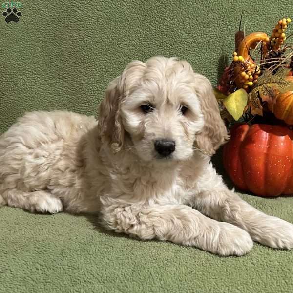 TILLIE, Goldendoodle Puppy