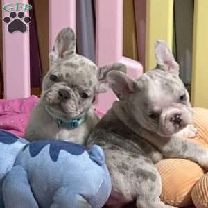 Levi, French Bulldog Puppy