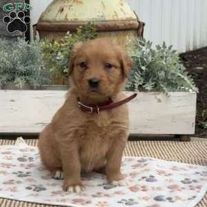 Daisy, Golden Retriever Puppy