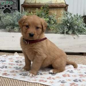 Daisy, Golden Retriever Puppy