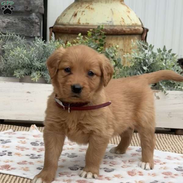 Daisy, Golden Retriever Puppy