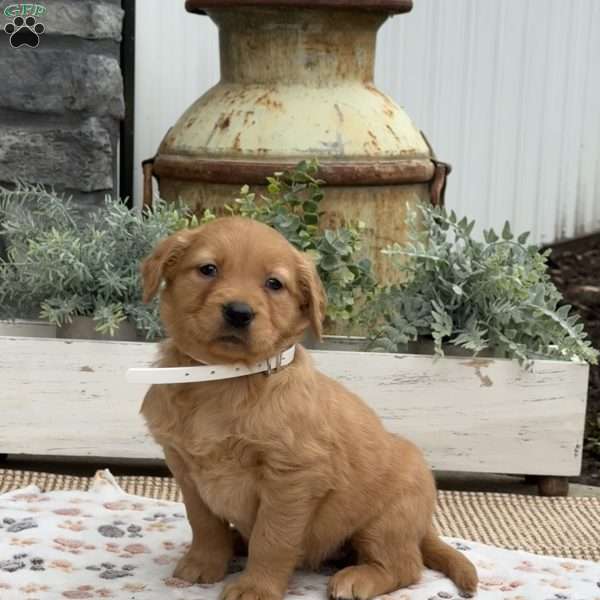 Dolly, Golden Retriever Puppy