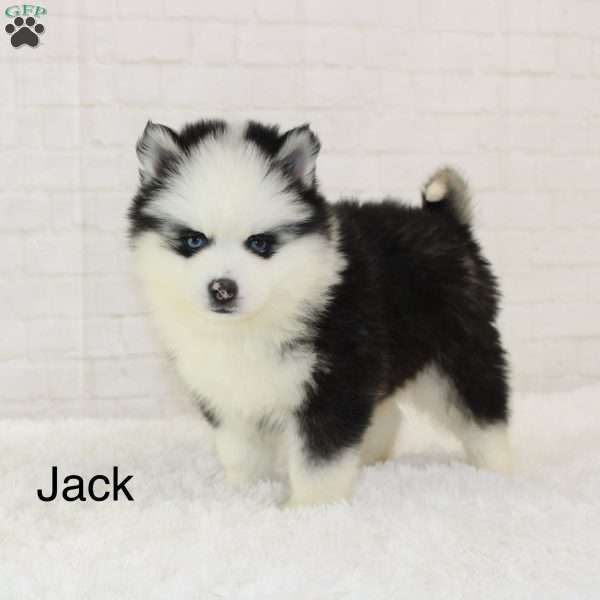 Jack, Pomsky Puppy