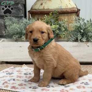 Dixie, Golden Retriever Puppy