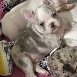 Levi, French Bulldog Puppy