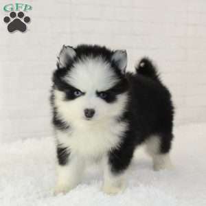Jasper, Pomsky Puppy