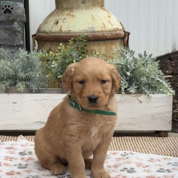 Dixie, Golden Retriever Puppy