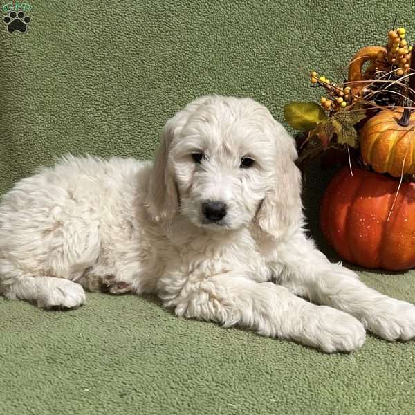 LUCILLE, Goldendoodle Puppy