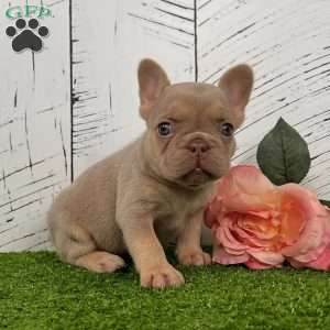 Pollie, French Bulldog Puppy