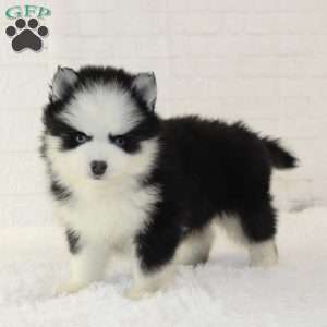 Jasper, Pomsky Puppy