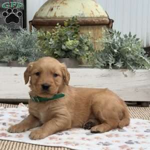 Dixie, Golden Retriever Puppy