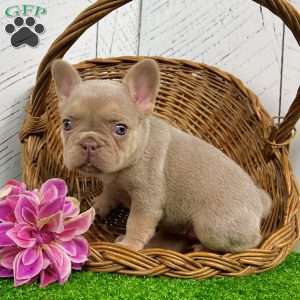 Pollie, French Bulldog Puppy