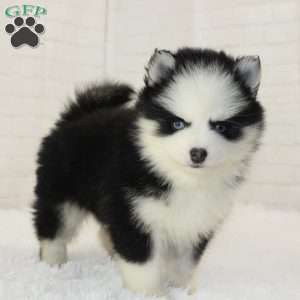 Jasper, Pomsky Puppy